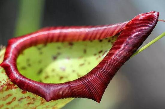 大猪笼草(nepenthes maxima),一种吃昆虫的食肉植物.